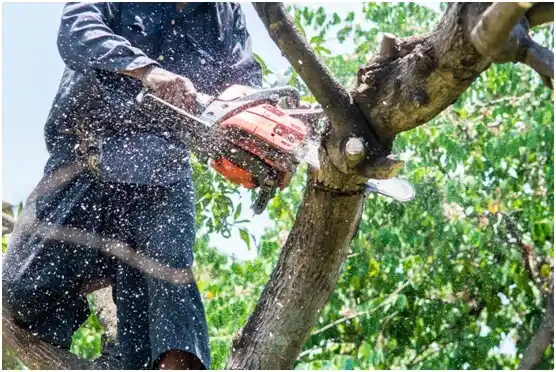 tree services Winneconne